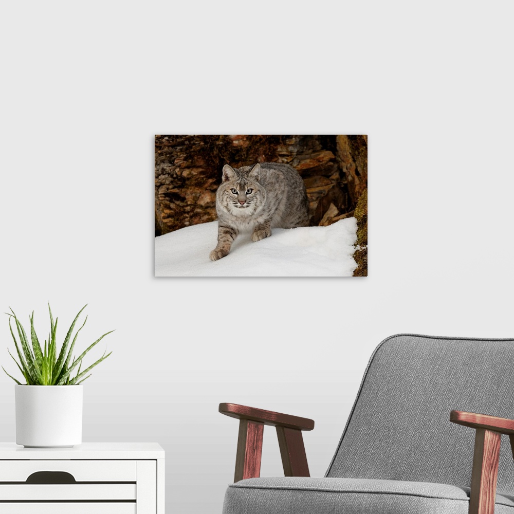 A modern room featuring Bobcat in snow (Captive) Montana-Lynx rufus