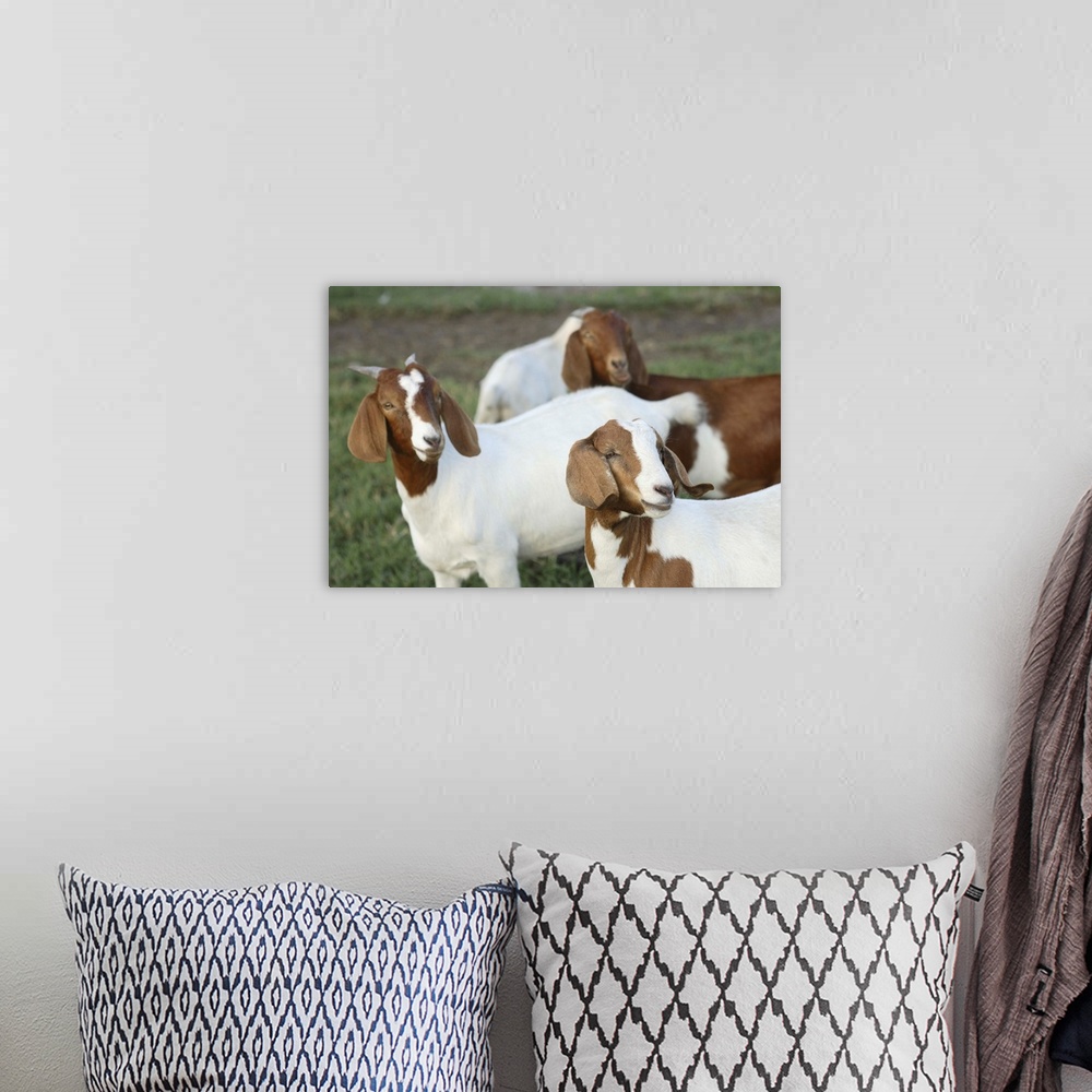 A bohemian room featuring Boer goat does (not purebreds).Bushnell, FL..