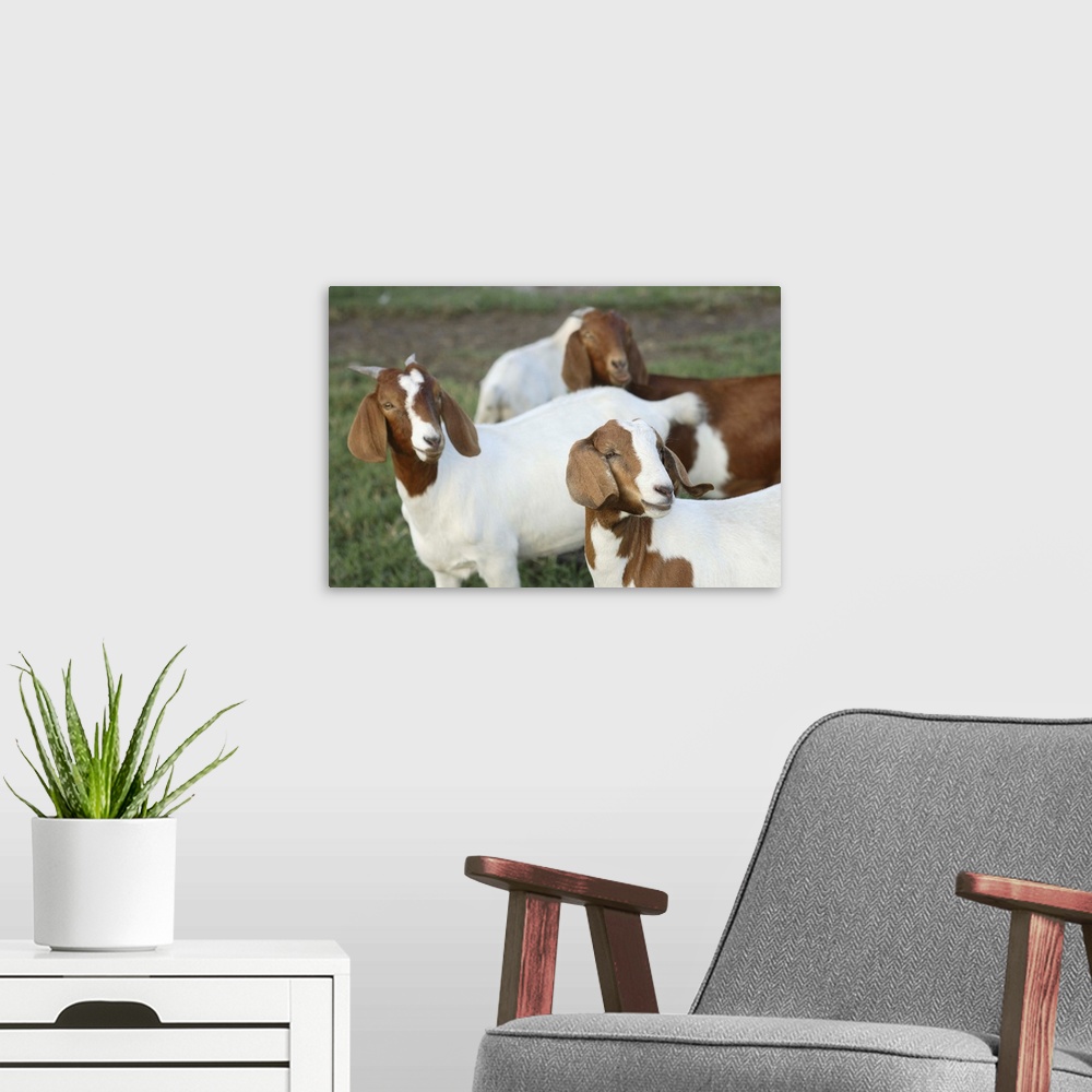 A modern room featuring Boer goat does (not purebreds).Bushnell, FL..