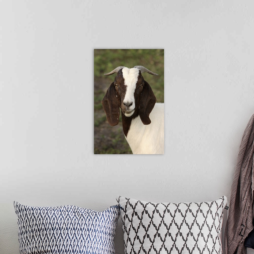 A bohemian room featuring Boer goat, Bushnell, FL