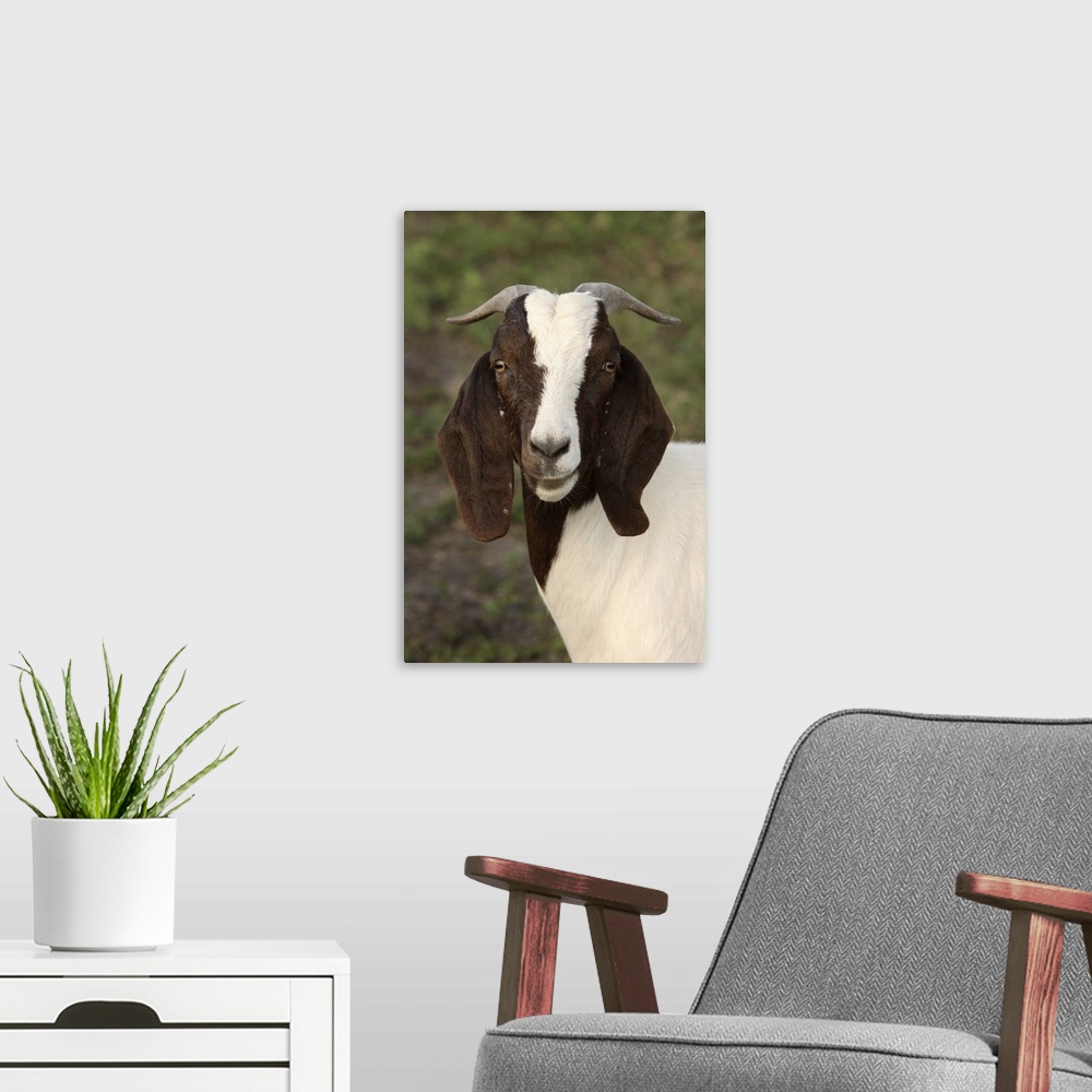 A modern room featuring Boer goat, Bushnell, FL