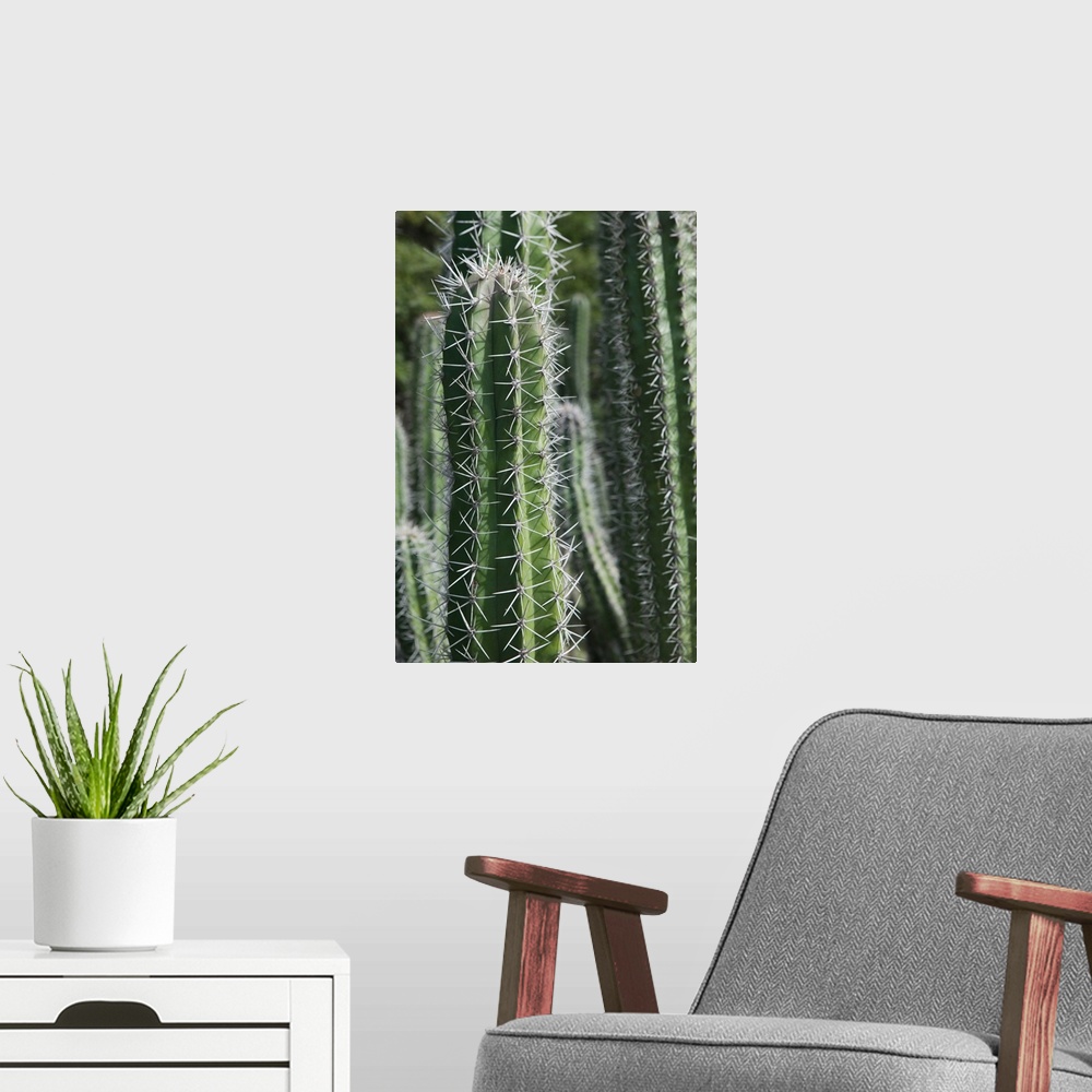 A modern room featuring ABC Islands - BONAIRE - Rincon: Cactus Detail of the Cactus Fence arouond the Cactus Fence Countr...