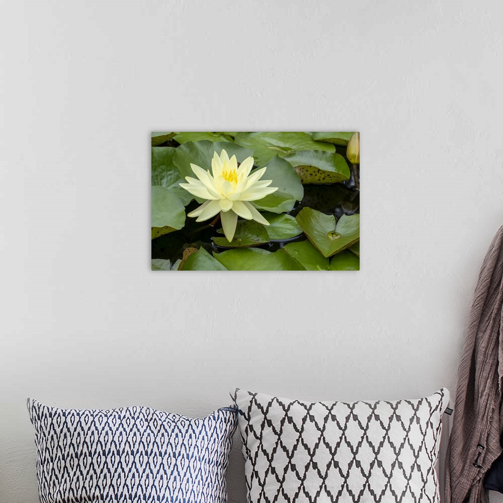 A bohemian room featuring Boothbay Harbor, Maine, USA. Coastal Maine Botanical Gardens. Yellow Water Lily (Nymphea Mexicana...