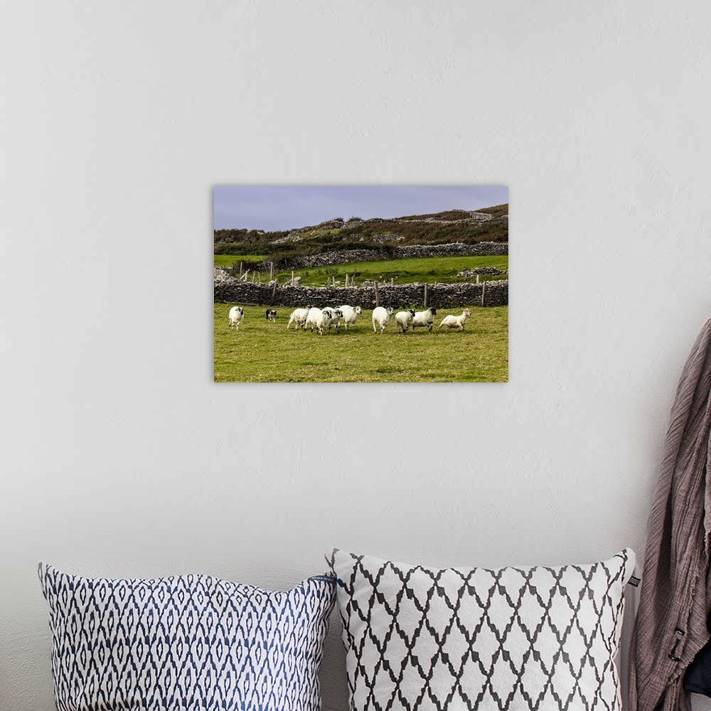 A bohemian room featuring Border collie named Captain herding sheep at Famine Cottages near Dingle, Ireland.