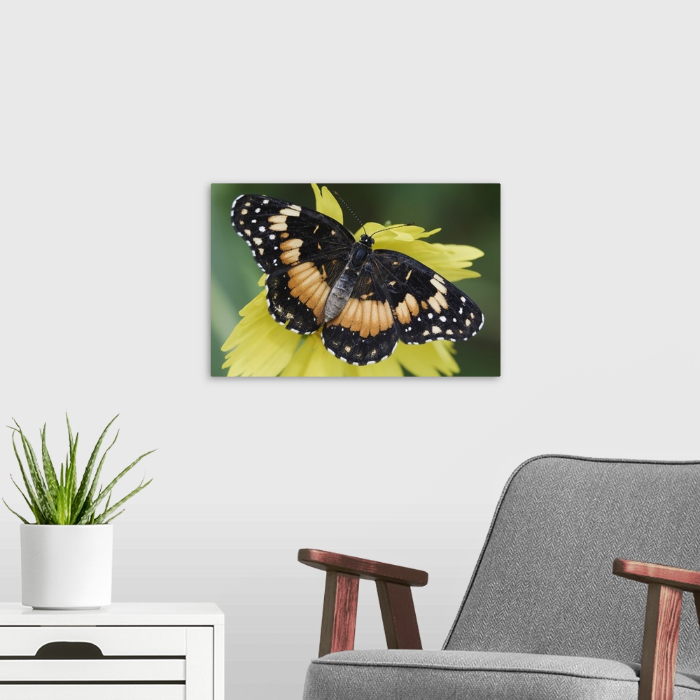 A modern room featuring Bordered Patch, Chlosyne lacinia, adult on Clasping-leaved Coneflower(Dracopis amplexicaulis), Wi...