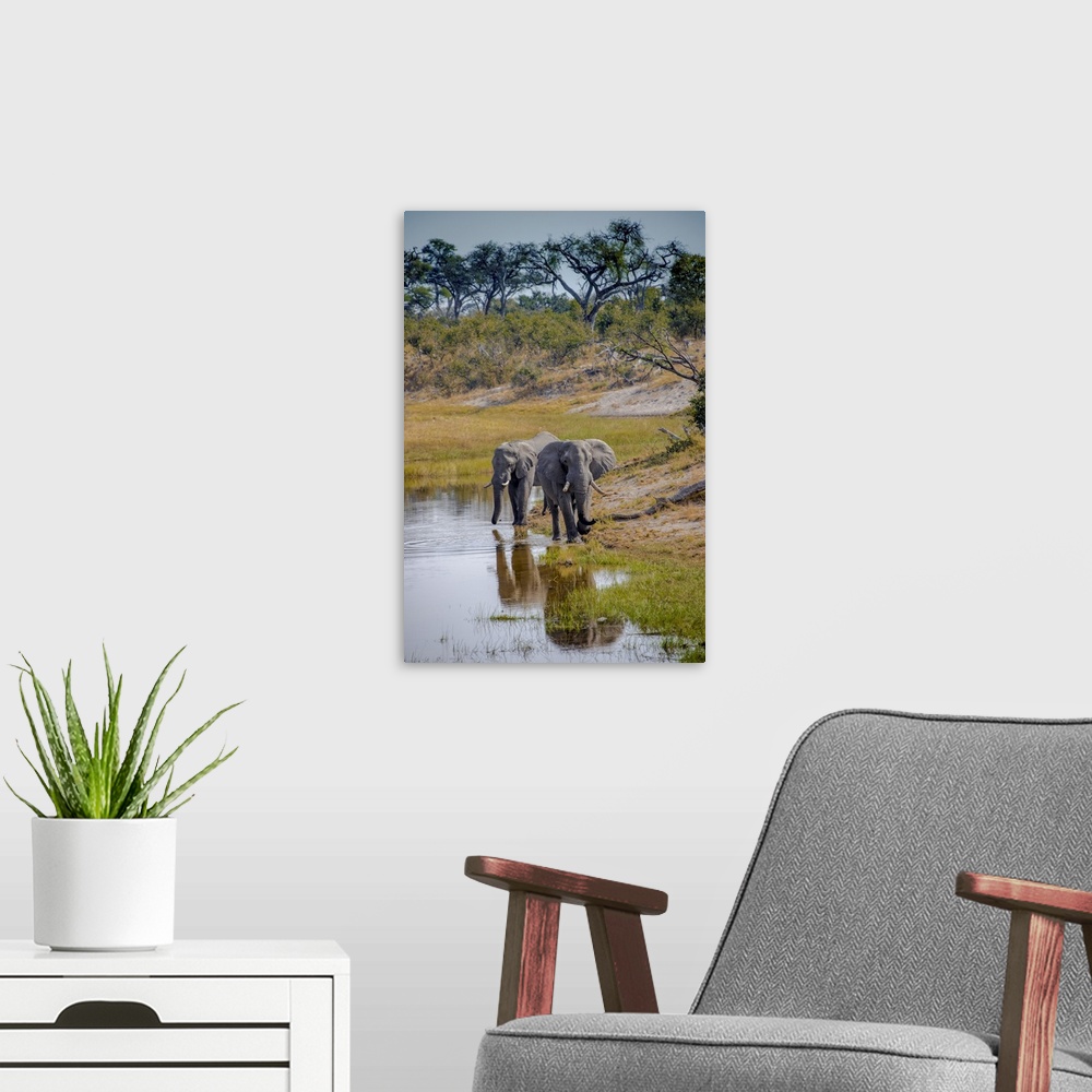 A modern room featuring Africa, Botswana, Chobe National Park. Adult elephants at water hole.