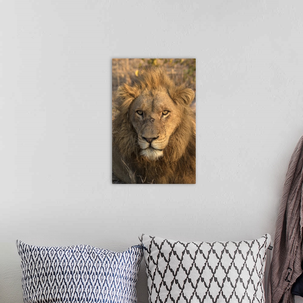 A bohemian room featuring Africa, Botswana, Savuti Game Reserve. Male lion close-up.