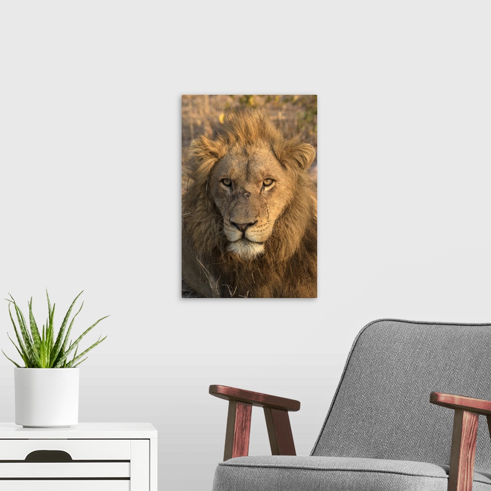 A modern room featuring Africa, Botswana, Savuti Game Reserve. Male lion close-up.