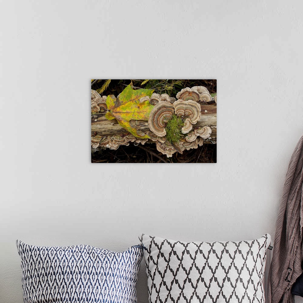 A bohemian room featuring Bracket fungus Trametes versicolor on log in Sechelt, British Columbia