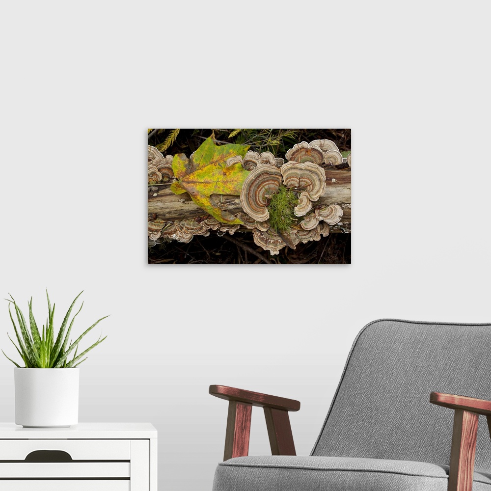 A modern room featuring Bracket fungus Trametes versicolor on log in Sechelt, British Columbia