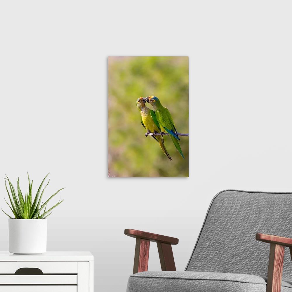 A modern room featuring South America, Brazil, Pantanal, San Francisco Ranch. Pair of peach-fronted parakeets on branch.