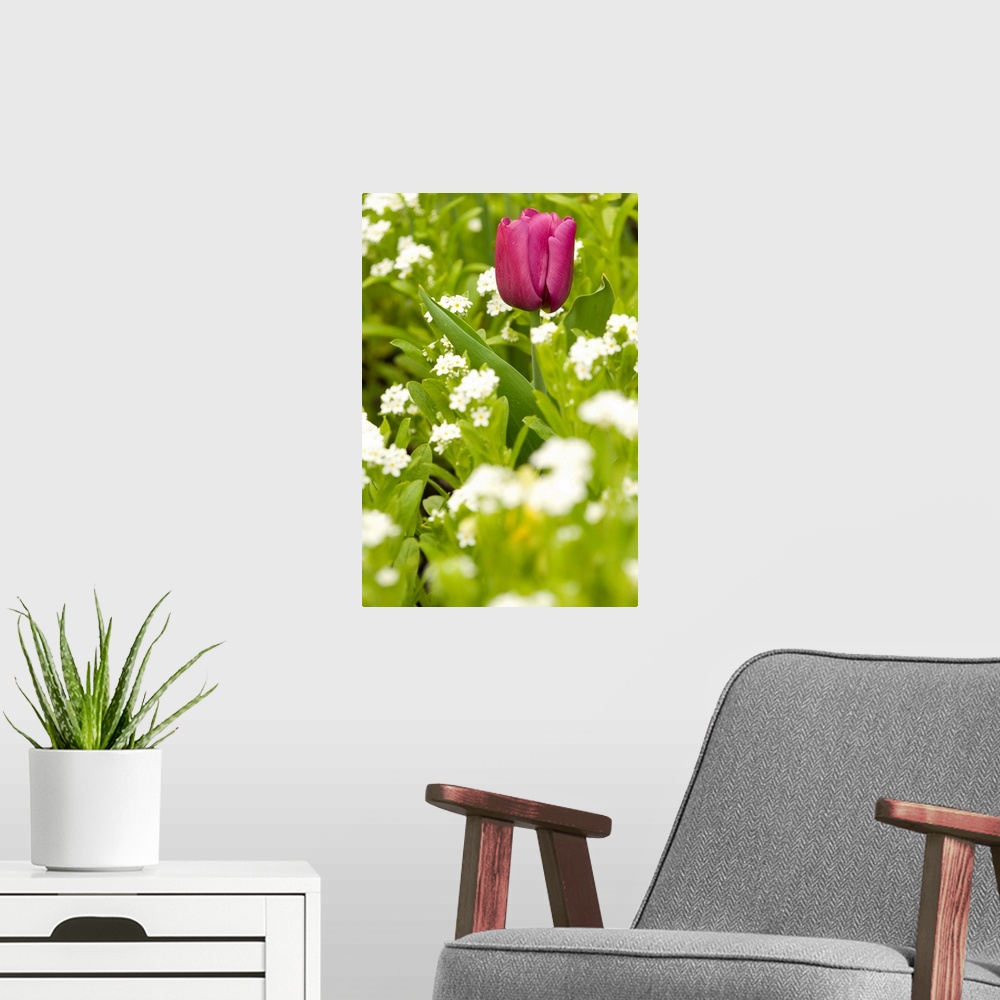 A modern room featuring Brilliant colored single tulip contrasts to field of white flowers