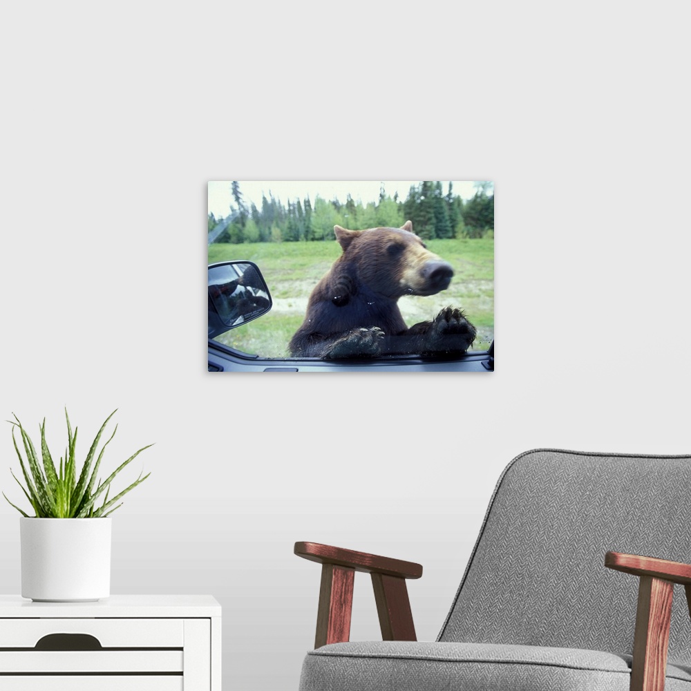 A modern room featuring Canada, British Columbia, Black Bear (Ursus americanus) looks in camper window near Mt. Robson Na...