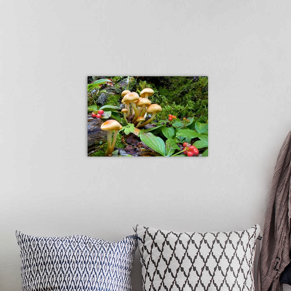 A bohemian room featuring Canada,British Columbia, Bowron Lakes Provincial Park. Bunchberry  (Cornus canadensis), with it's...