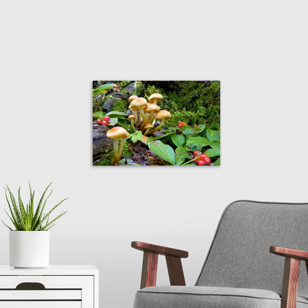 A modern room featuring Canada,British Columbia, Bowron Lakes Provincial Park. Bunchberry  (Cornus canadensis), with it's...