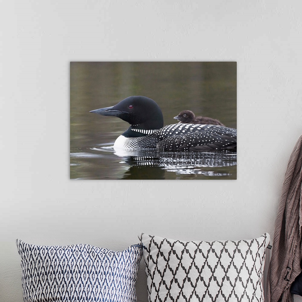 A bohemian room featuring North America, Canada, British Columbia. Common Loon, (Gavia immer) with a chick on its back.