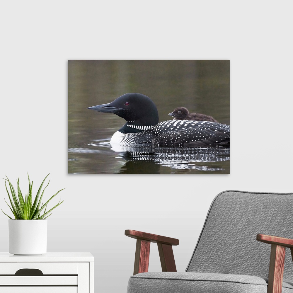 A modern room featuring North America, Canada, British Columbia. Common Loon, (Gavia immer) with a chick on its back.