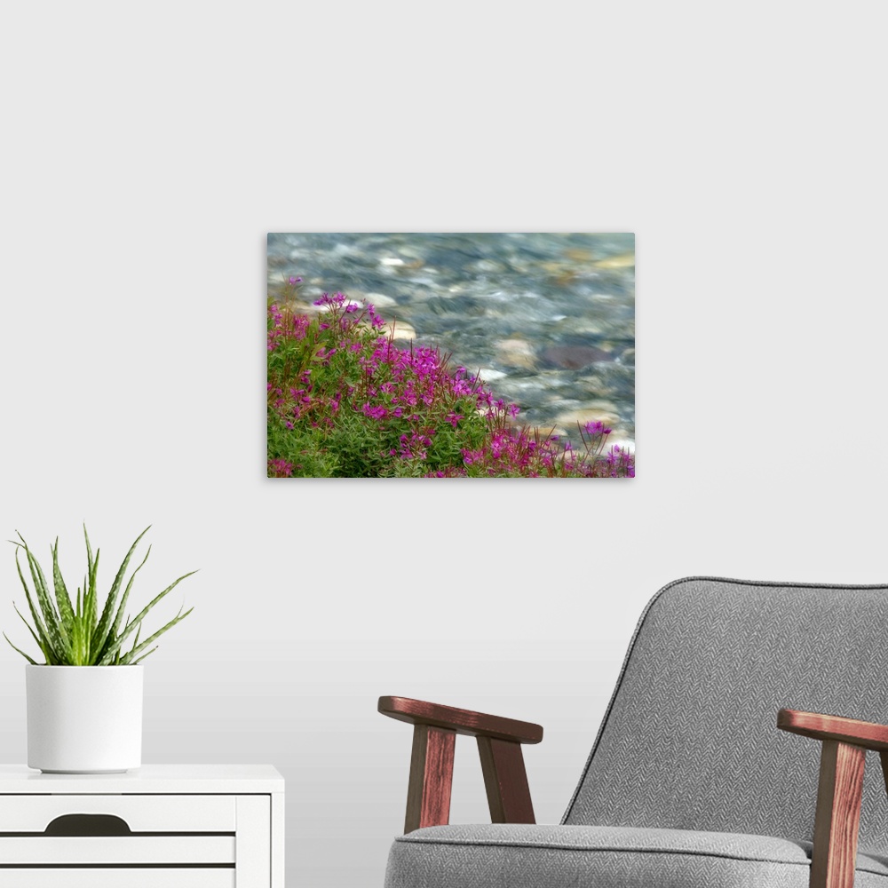 A modern room featuring Canada, British Columbia, Kootenay National Park. Fireweed grows next to rapidly flowing stream. ...