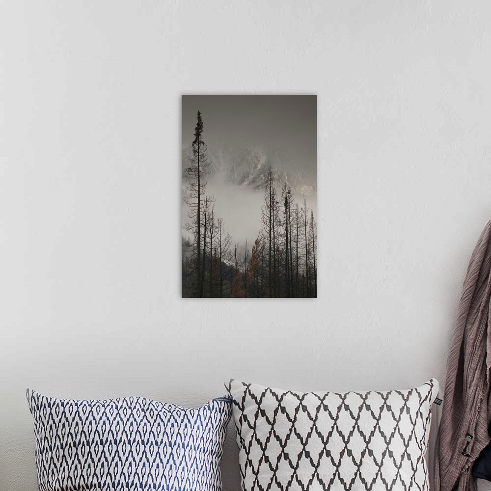 A bohemian room featuring British Columbia, Kootenay National Park, First Snow on Trees by Stanley Mountain