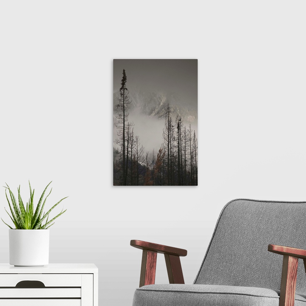 A modern room featuring British Columbia, Kootenay National Park, First Snow on Trees by Stanley Mountain