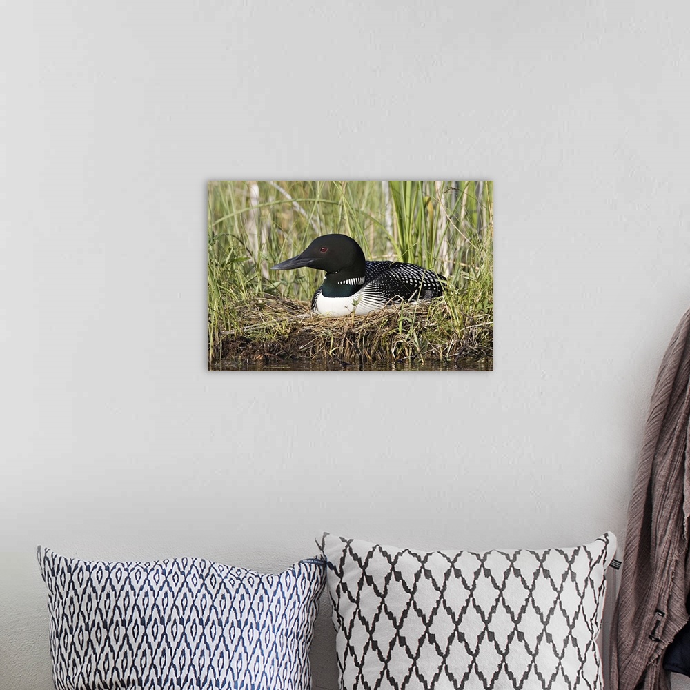 A bohemian room featuring North America, Canada, British Columbia, Lac Le Jeune. Common Loon (Gavia immer) on nest.