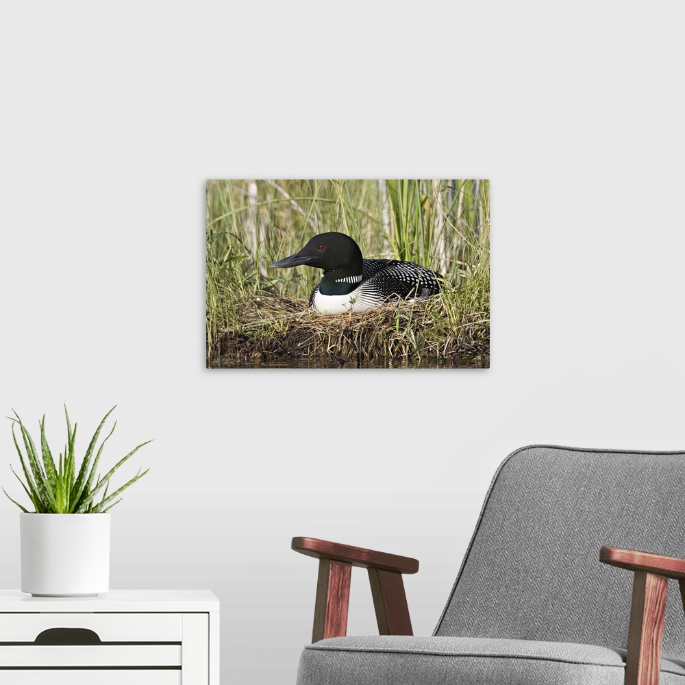 A modern room featuring North America, Canada, British Columbia, Lac Le Jeune. Common Loon (Gavia immer) on nest.