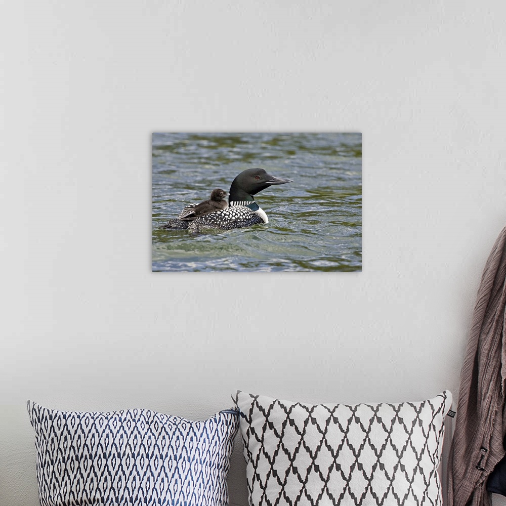A bohemian room featuring North America, Canada, British Columbia, Lac Le Jeune. Common Loon (Gavia immer) swimming with ch...
