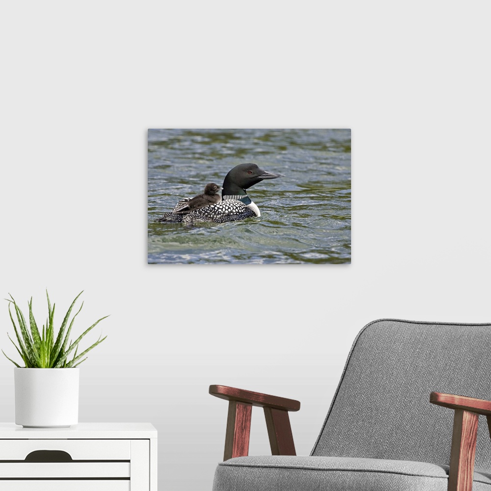 A modern room featuring North America, Canada, British Columbia, Lac Le Jeune. Common Loon (Gavia immer) swimming with ch...