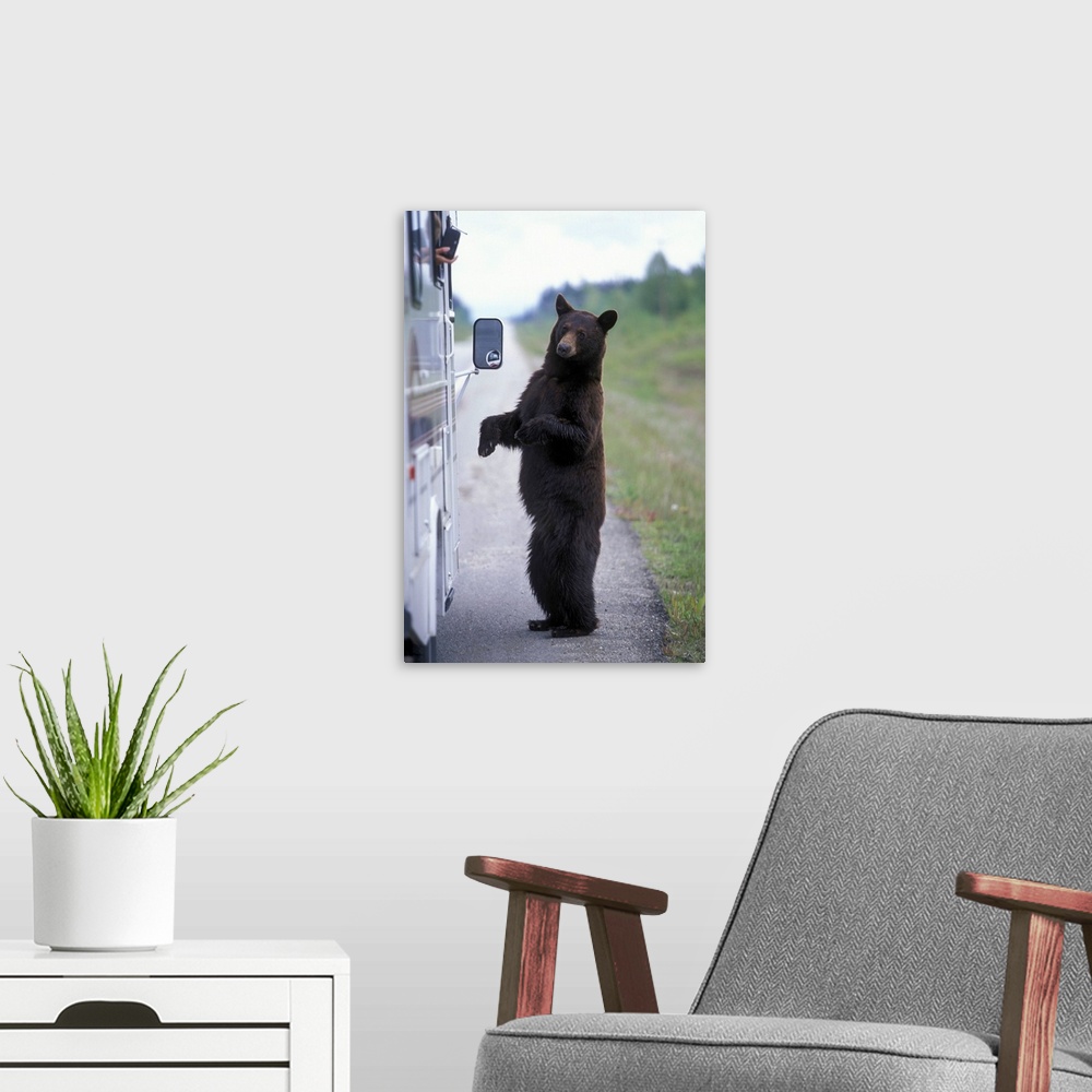 A modern room featuring Canada, British Columbia,  Mount Robson National Park, Black Bear (Ursus americanus) stands by RV...