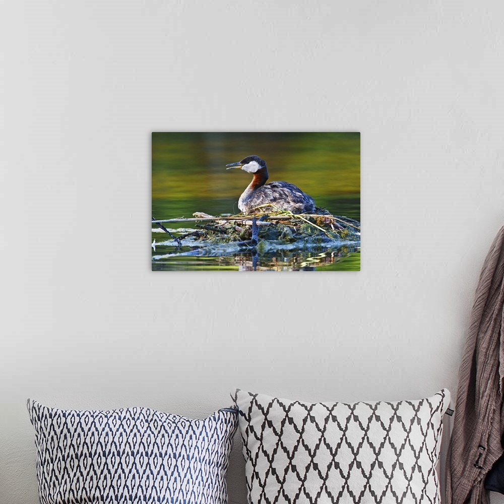 A bohemian room featuring North America, Canada, British Columbia, Red-necked Grebe (Podiceps grisegena) adult on nest, June