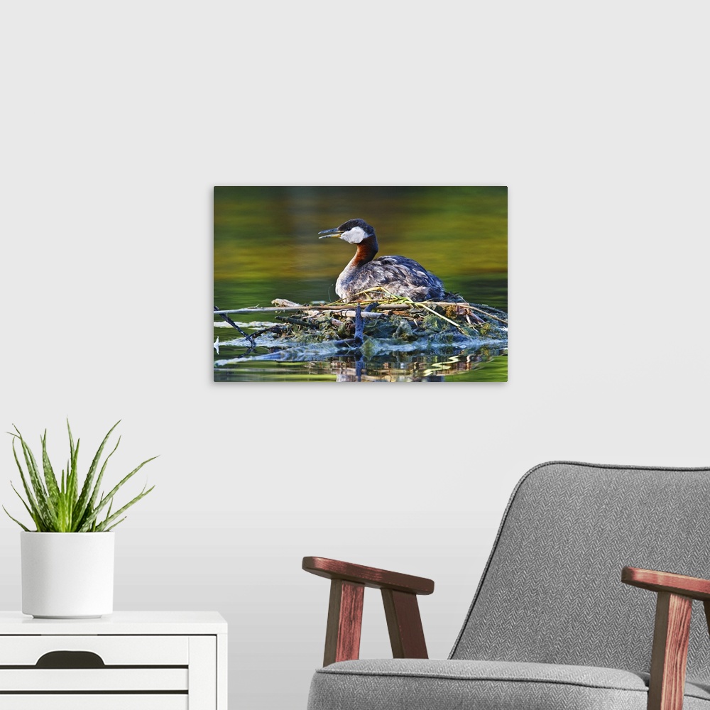A modern room featuring North America, Canada, British Columbia, Red-necked Grebe (Podiceps grisegena) adult on nest, June