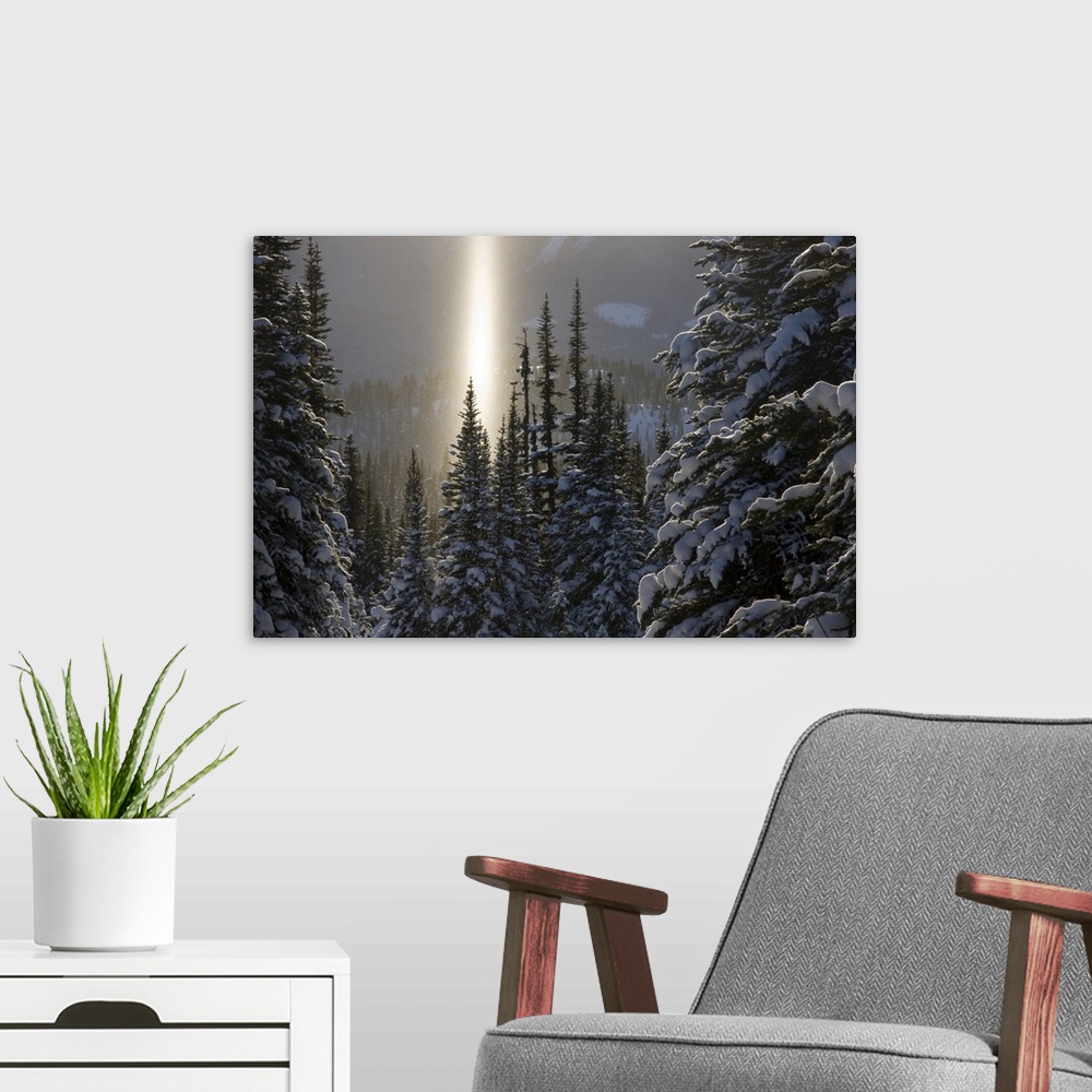 A modern room featuring Canada, British Columbia, Smithers. A sun pillar of falling ice crystals and snow-laden spruce tr...