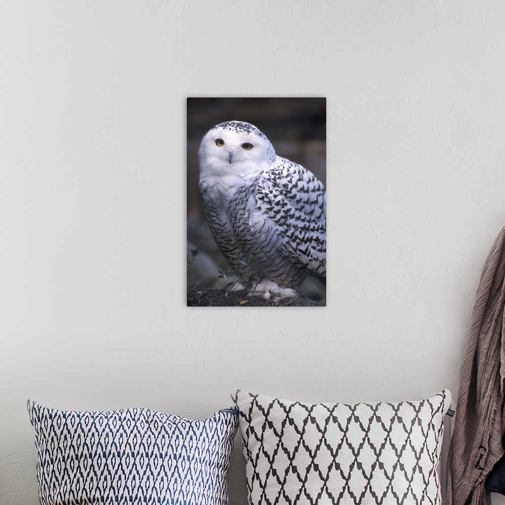 A bohemian room featuring North America, Canada, British Columbia, Vancouver Island.Snowy white owl