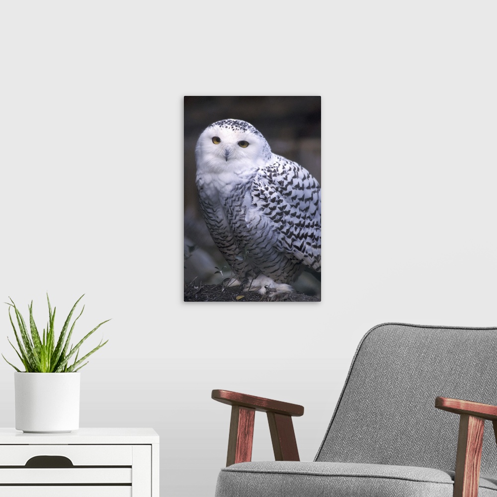 A modern room featuring North America, Canada, British Columbia, Vancouver Island.Snowy white owl