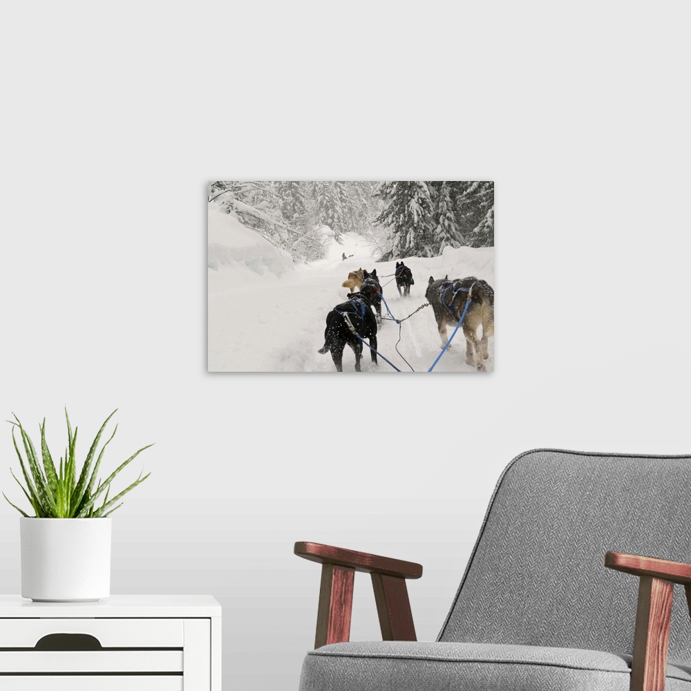 A modern room featuring Canada, BC, Whistler. Outdoor Adventure dog sled experience, tourists can mush their own sled/team.