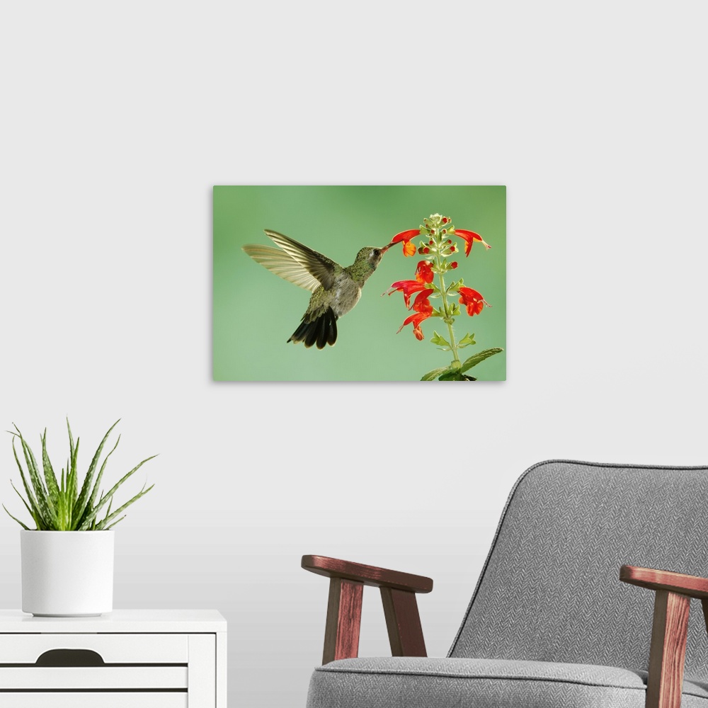 A modern room featuring Broad-billed Hummingbird, Cynanthus latirostris, young male in flight feeding on sage, Madera Can...