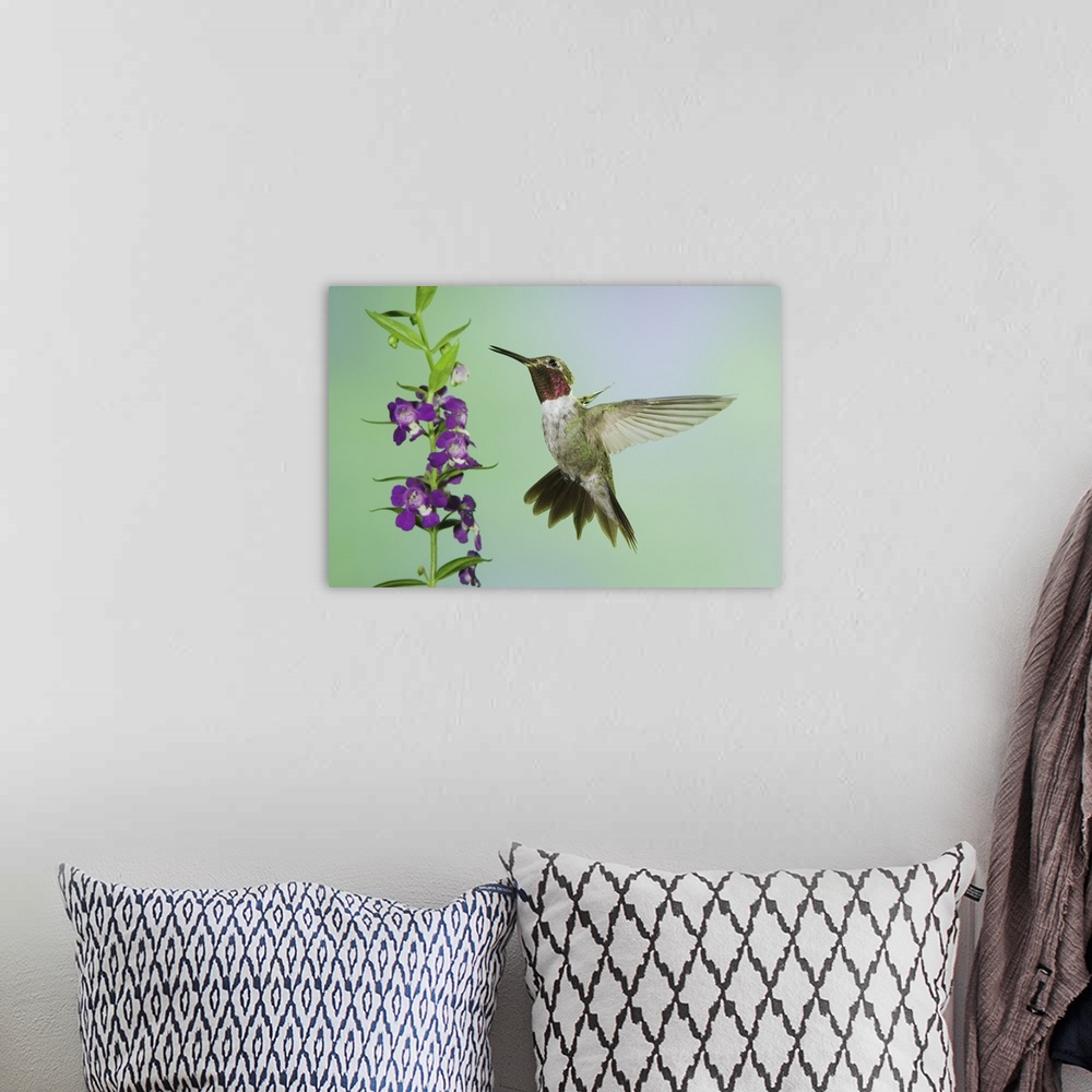 A bohemian room featuring Broad-tailed Hummingbird, Selasphorus platycercus, male in flight feeding on Purple Angelonia(Ang...