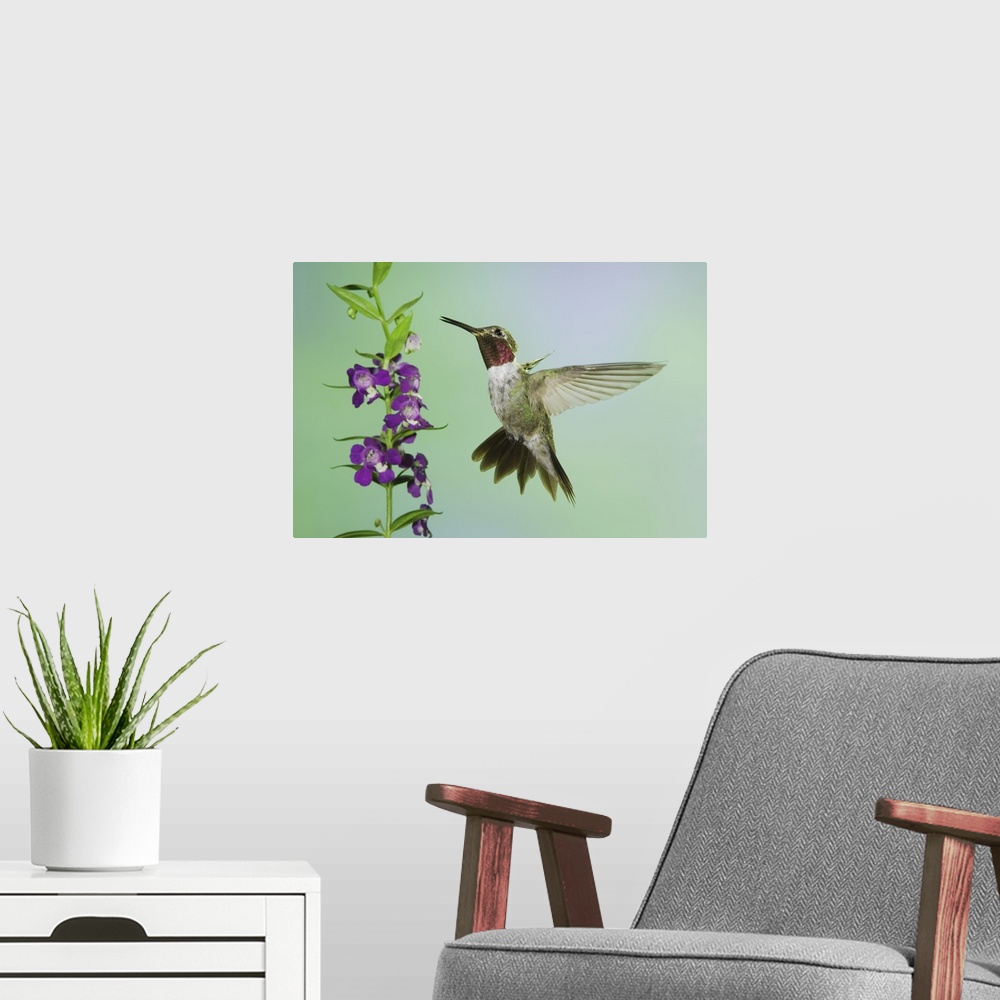 A modern room featuring Broad-tailed Hummingbird, Selasphorus platycercus, male in flight feeding on Purple Angelonia(Ang...