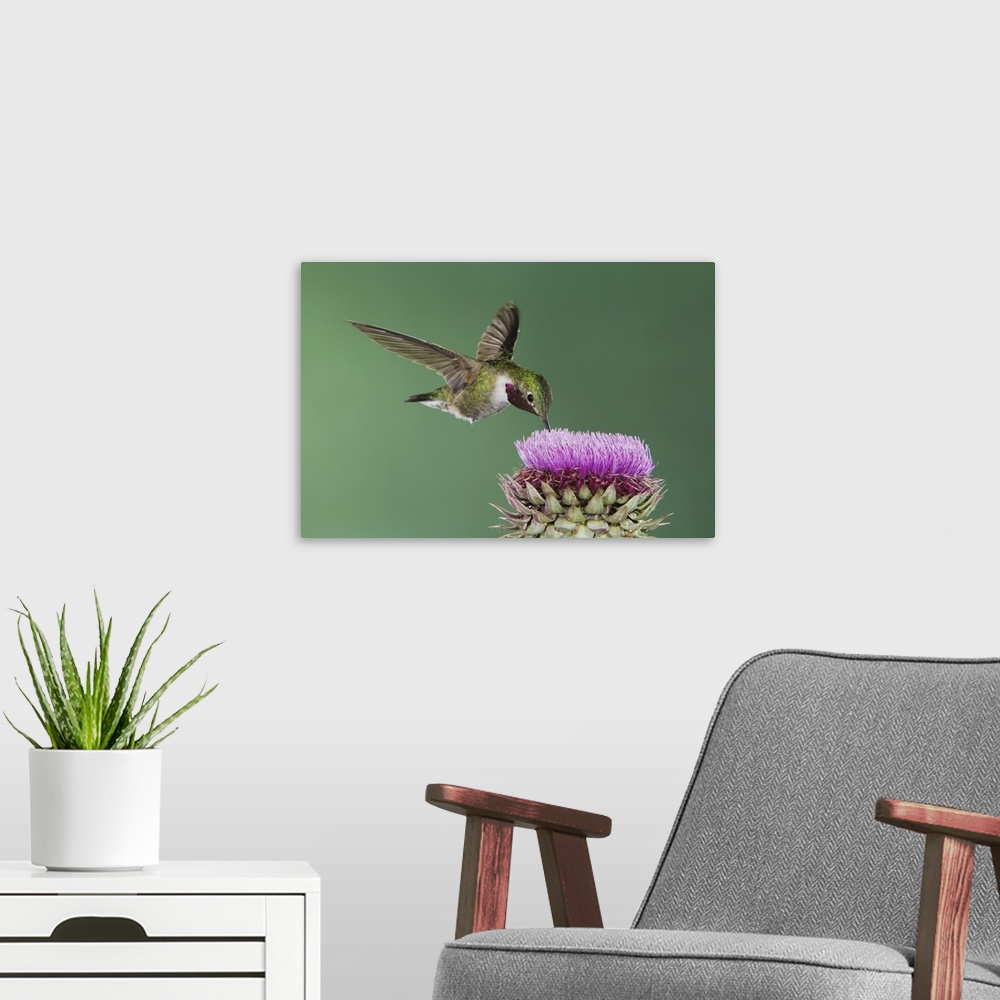 A modern room featuring Broad-tailed Hummingbird, Selasphorus platycercus, male in flight feeding on Musk Thistle (Carduu...