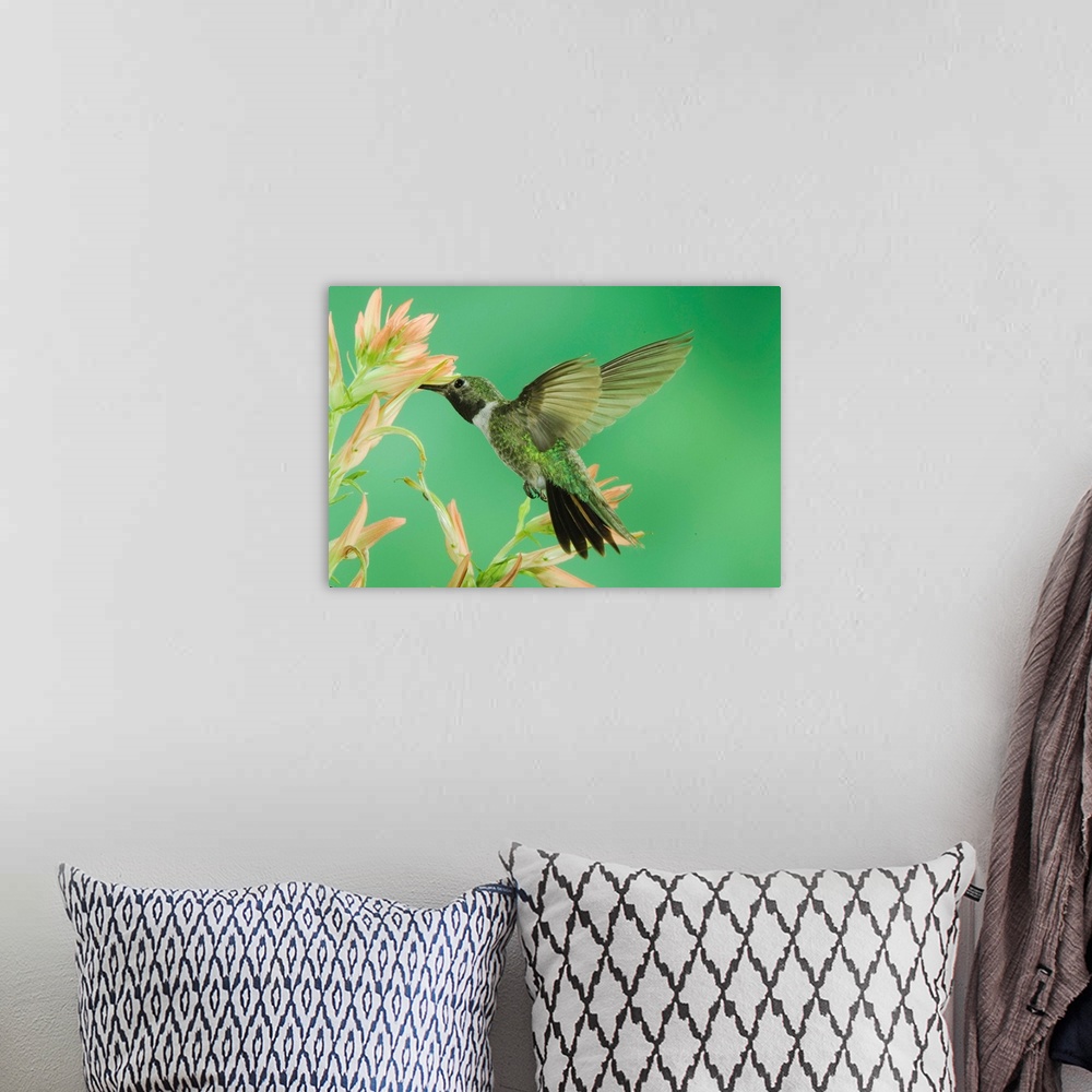 A bohemian room featuring Broad-tailed Hummingbird, Selasphorus platycercus, male feeding on paintbrush, Paradise, Chiricah...