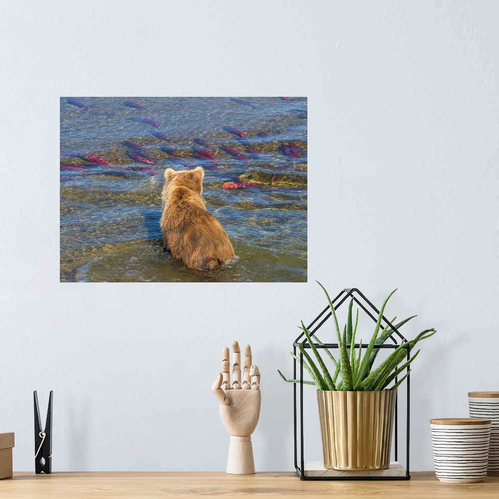 A bohemian room featuring Brown bear fishing in shallow waters, Katmai National Park, Alaska, USA.
