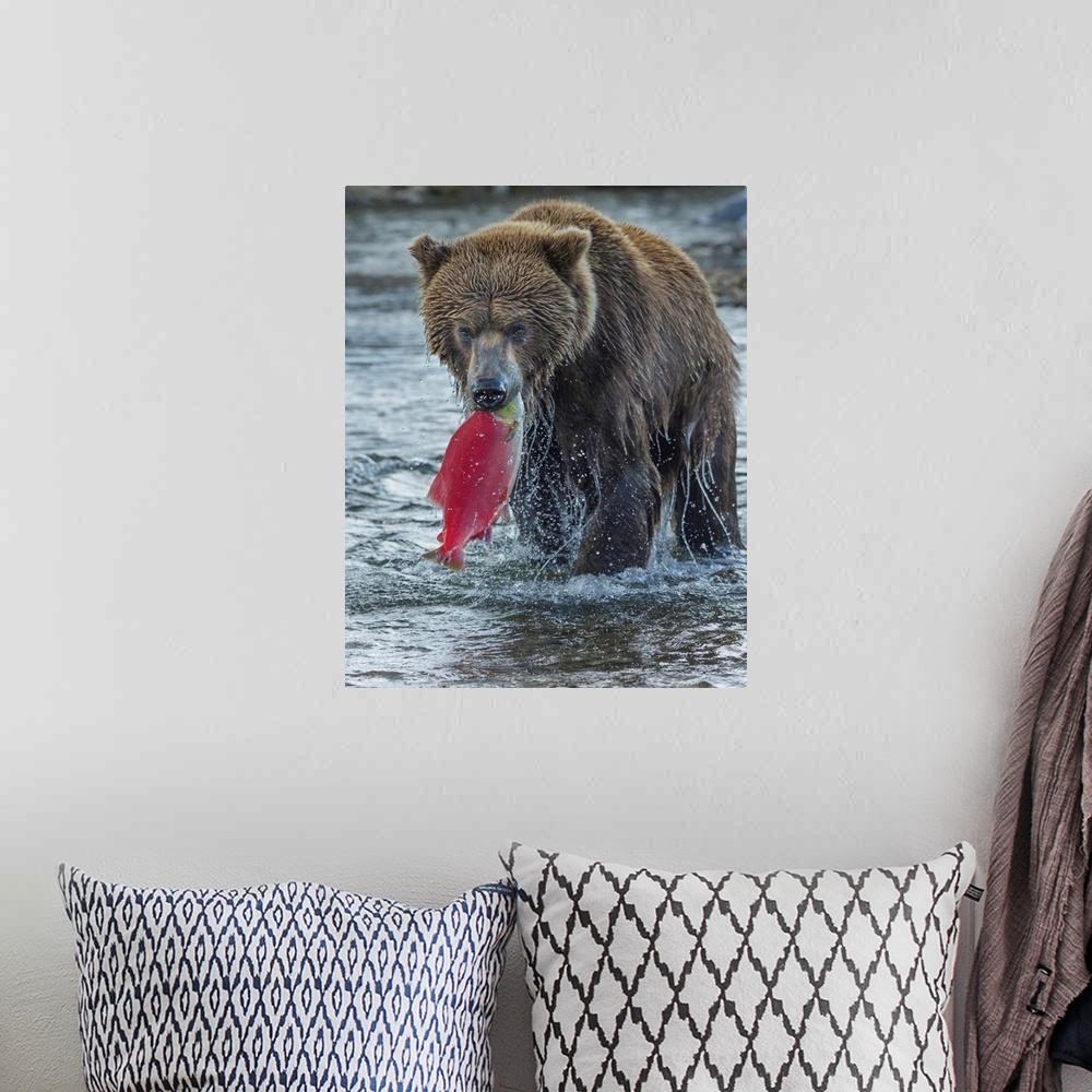 A bohemian room featuring Brown bear fishing, Katmai National Park, Alaska, USA.