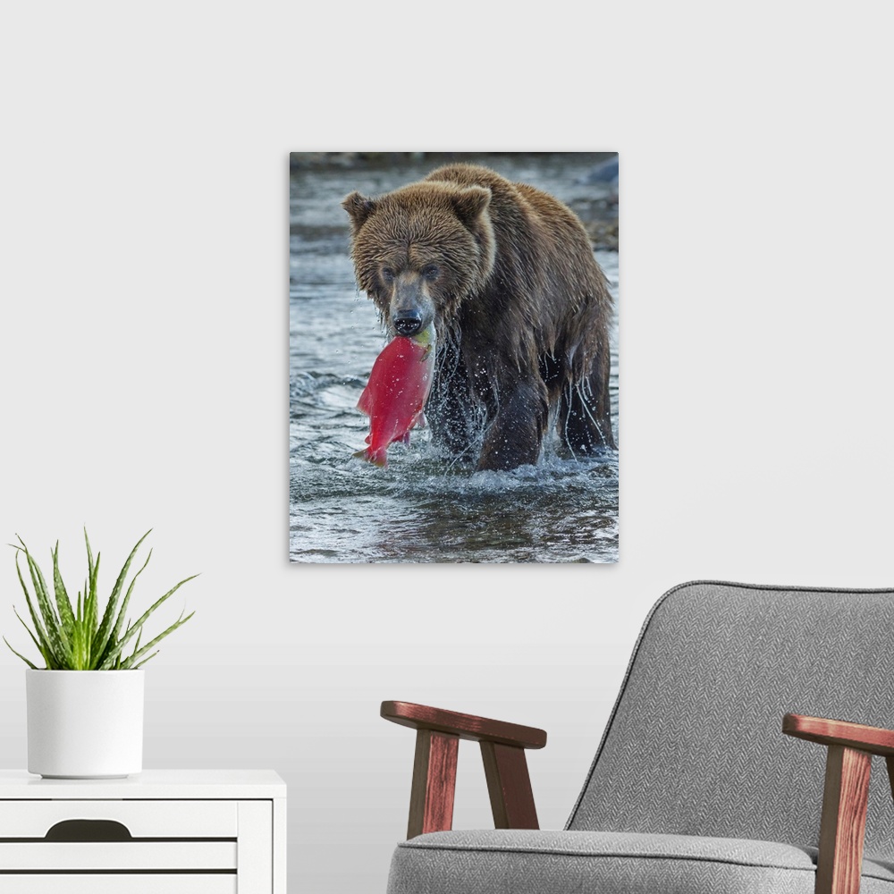 A modern room featuring Brown bear fishing, Katmai National Park, Alaska, USA.