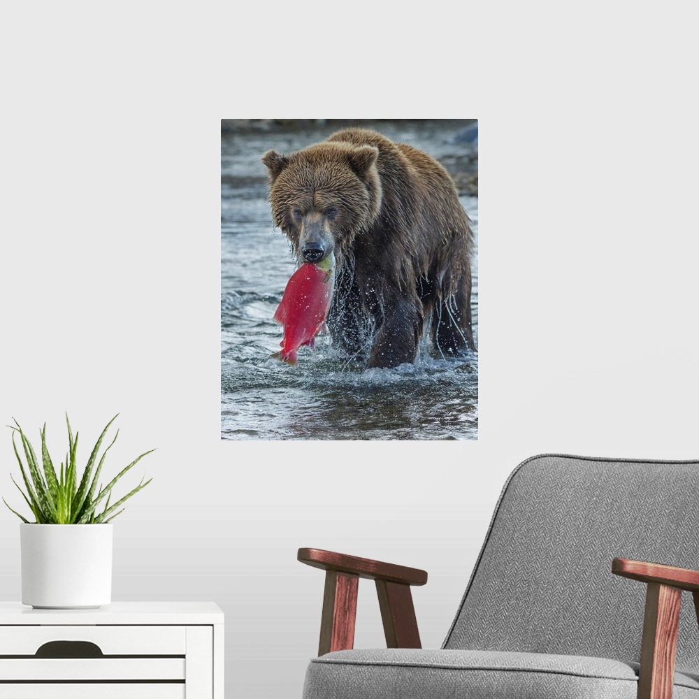 A modern room featuring Brown bear fishing, Katmai National Park, Alaska, USA.