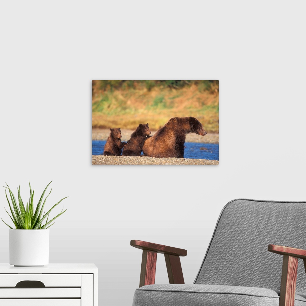 A modern room featuring Brown bear, grizzly bear,  sow with cubs, Katmai National Park, Alaskan peninsula.