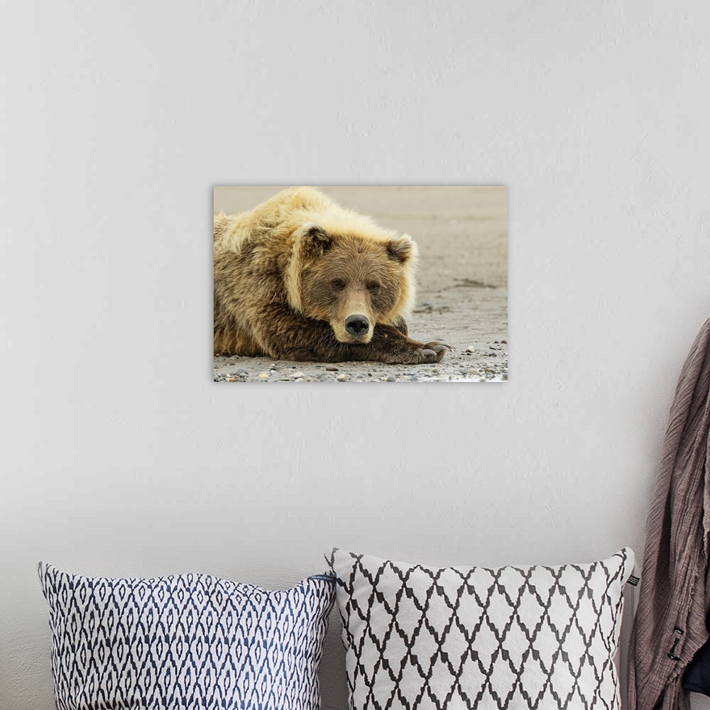 A bohemian room featuring Brown bear resting on the beach, silver salmon creek, Lake Clark national park, Alaska.
