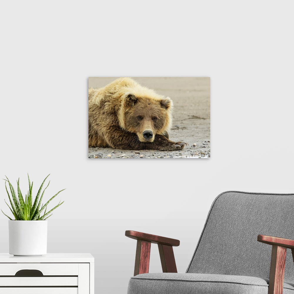 A modern room featuring Brown bear resting on the beach, silver salmon creek, Lake Clark national park, Alaska.