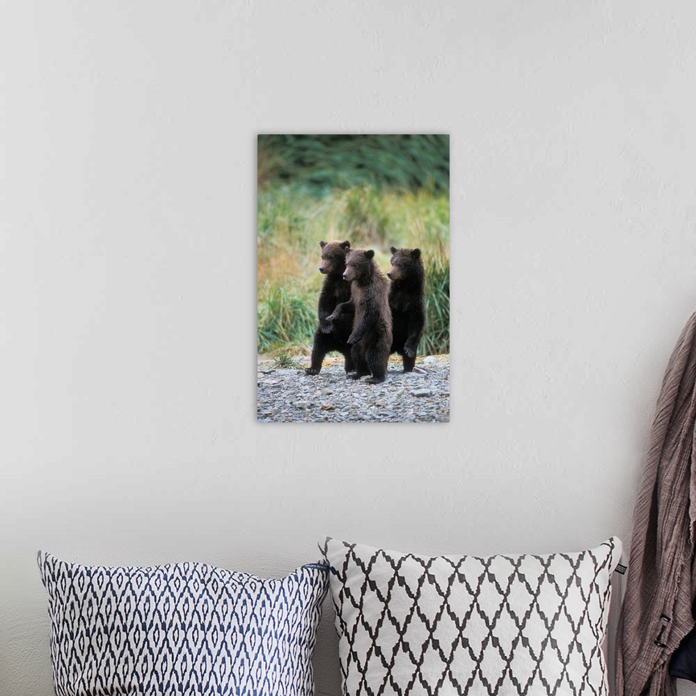 A bohemian room featuring Brown bears (Ursus arctos, aka Grizzly bears, Ursus horribils), three spring cubs standing next t...