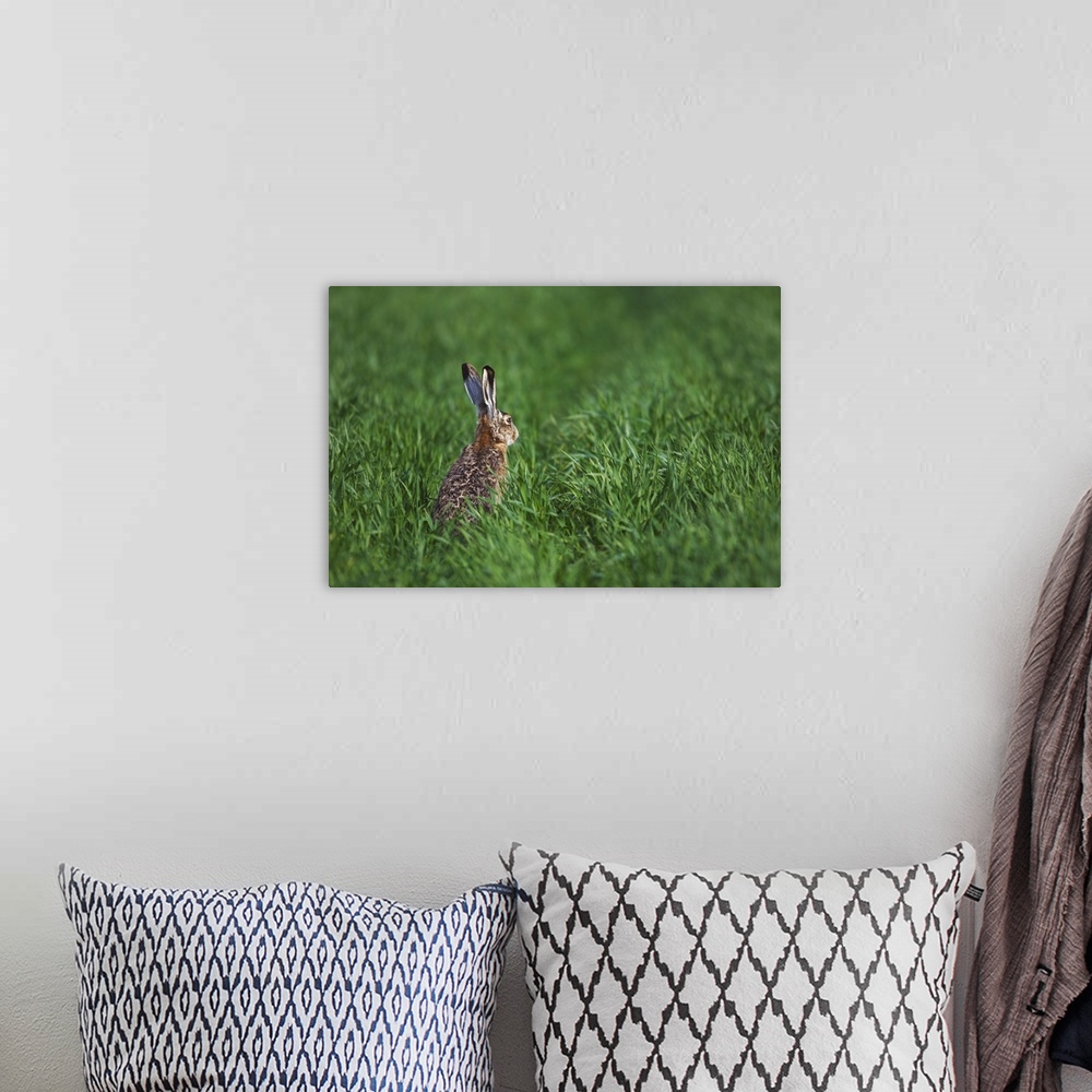 A bohemian room featuring Brown Hare, Lepus europaeus, adult in meadow, National Park Lake Neusiedl, Burgenland, Austria, A...