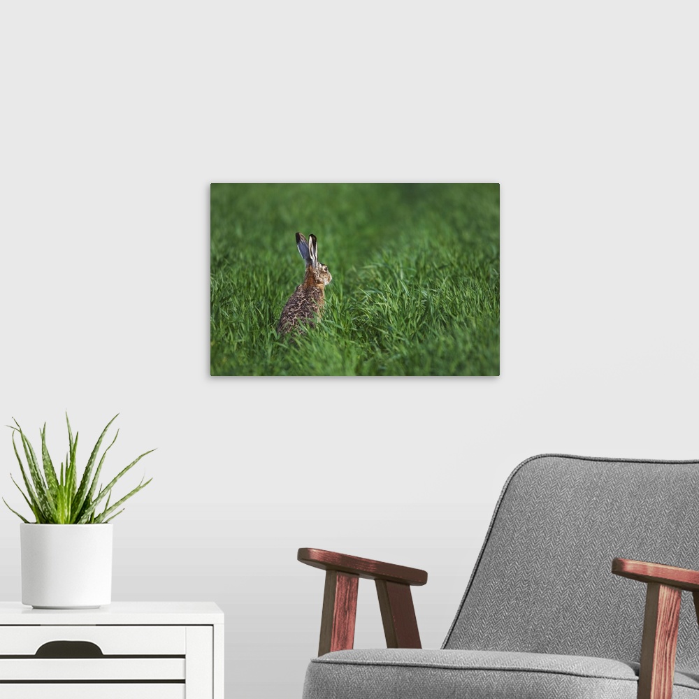 A modern room featuring Brown Hare, Lepus europaeus, adult in meadow, National Park Lake Neusiedl, Burgenland, Austria, A...
